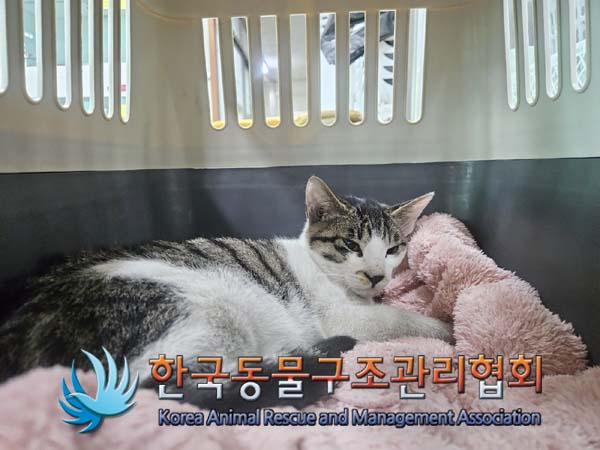 한국동물구조관리협회_411311202400043