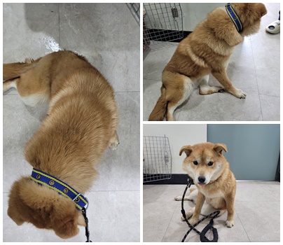 논산시 동물보호센터_444454202400143