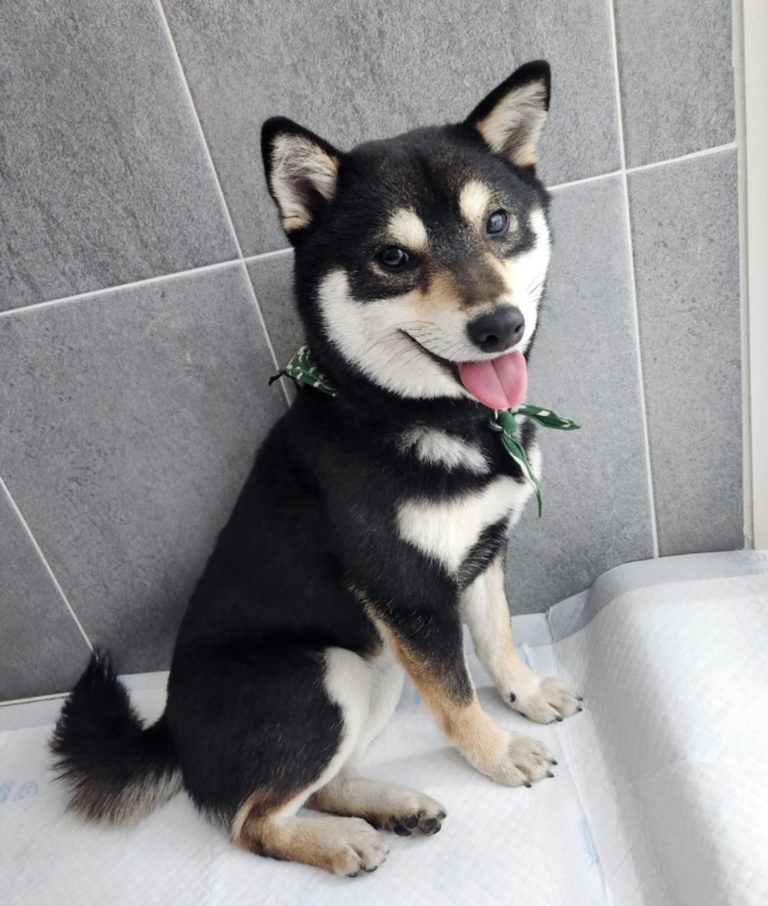 반려동물 입양센터_447508202400226