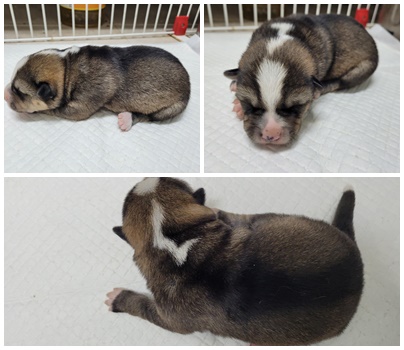 논산시 동물보호센터_444454202400145
