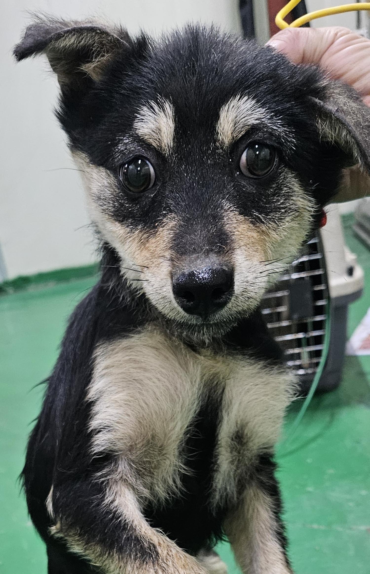 대구유기동물보호협회_427347202400088
