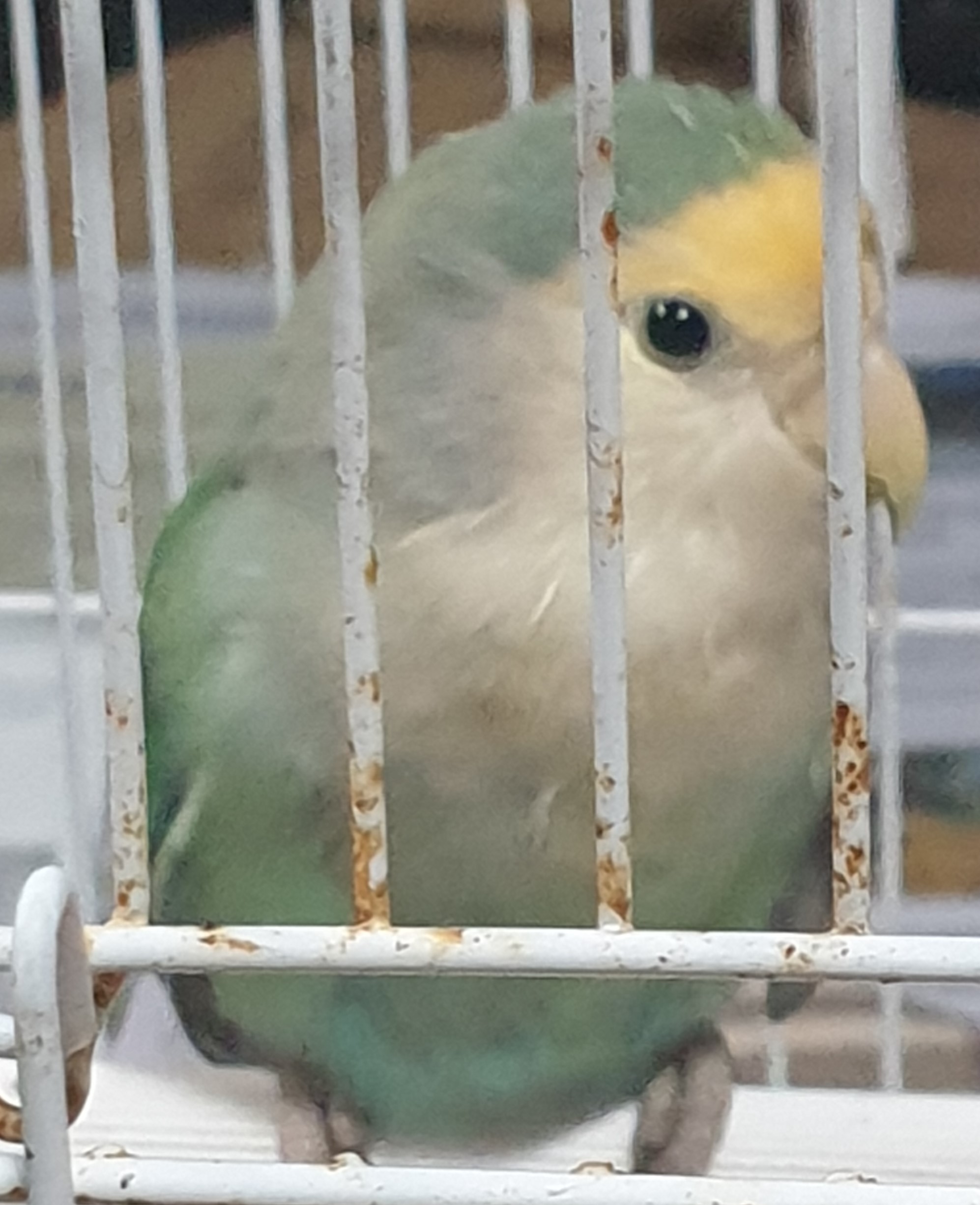 강진군 유기견 보호소_446492202400034
