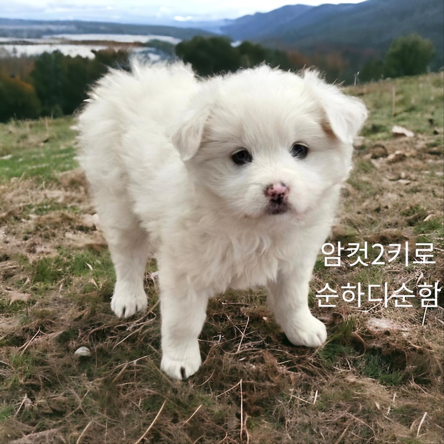 성주유기동물보호센터_447521202400106