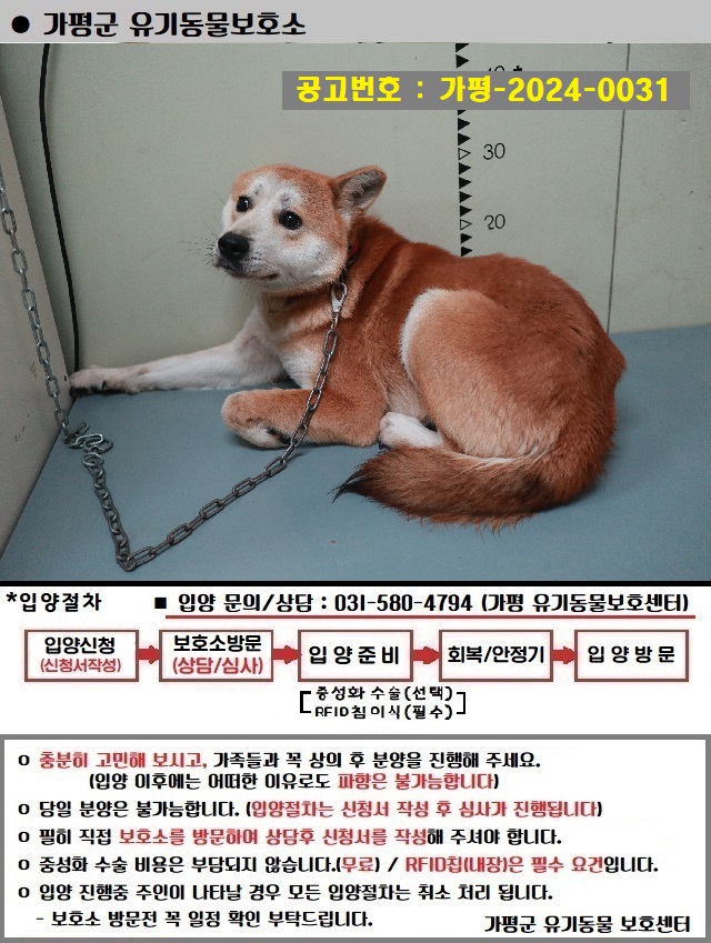 가평군유기동물보호소_441416202400031