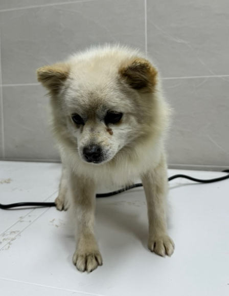 양평군유기동물보호소_441417202400091