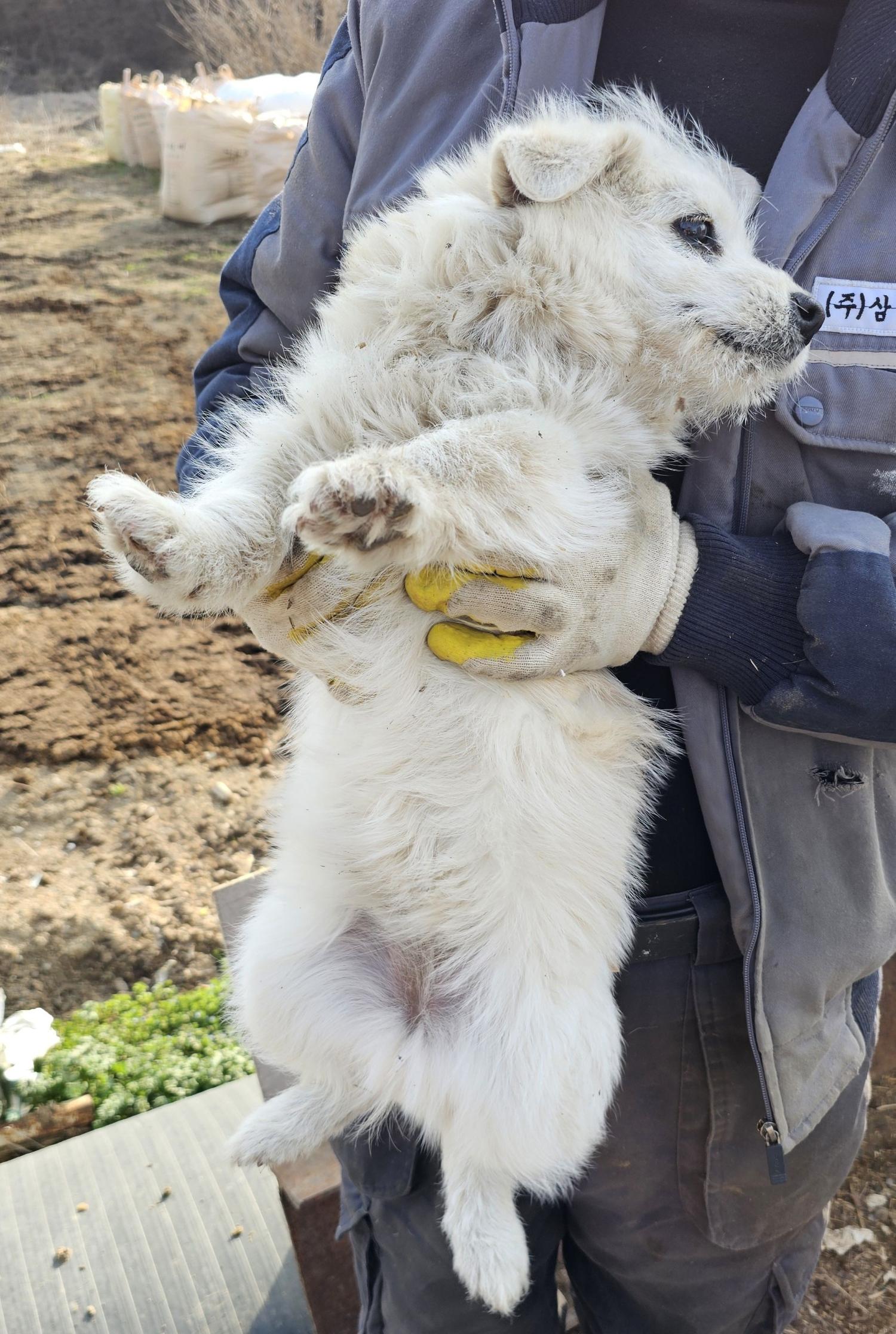 창녕 유기동물보호소_448541202400216