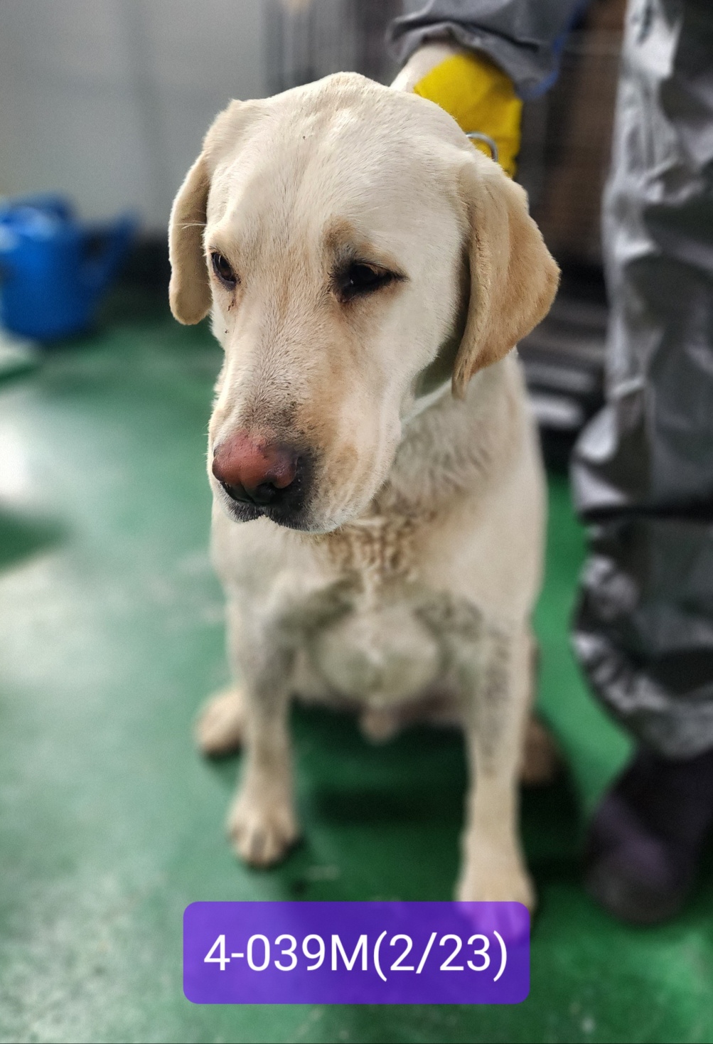 보호중 골든 리트리…