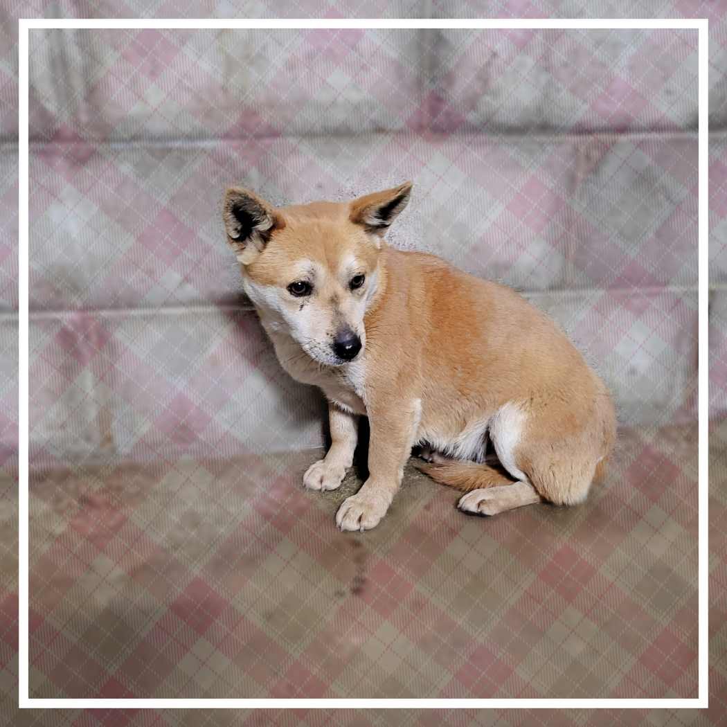 군산유기동물보호센터_445467202400232