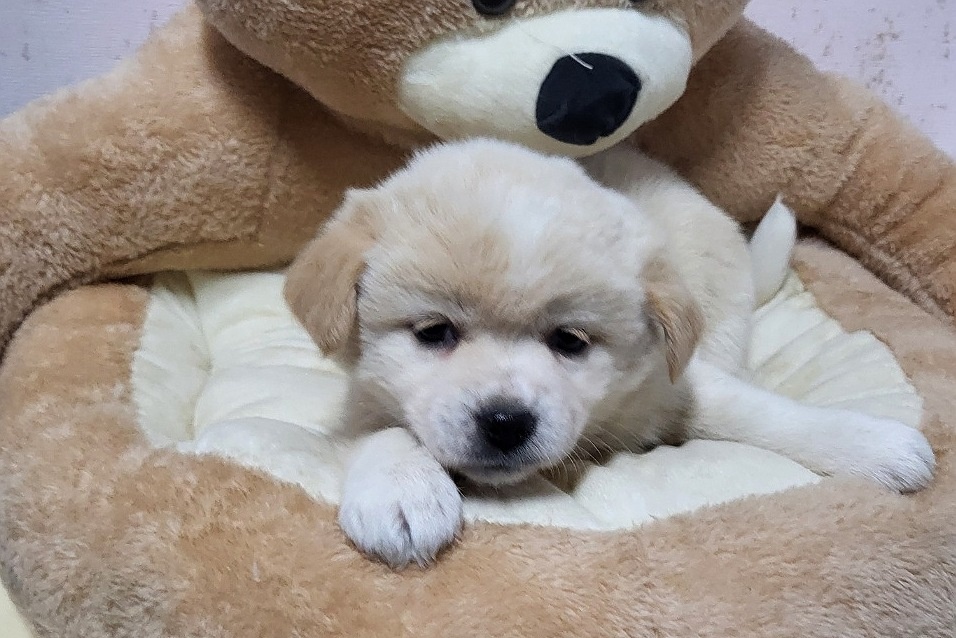 밀양시 동물보호센터_448536202400235
