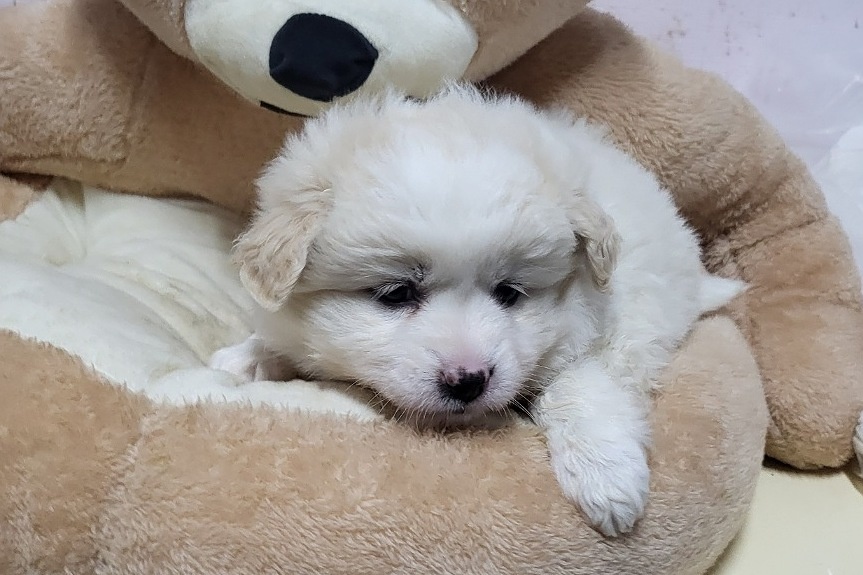 밀양시 동물보호센터_448536202400232