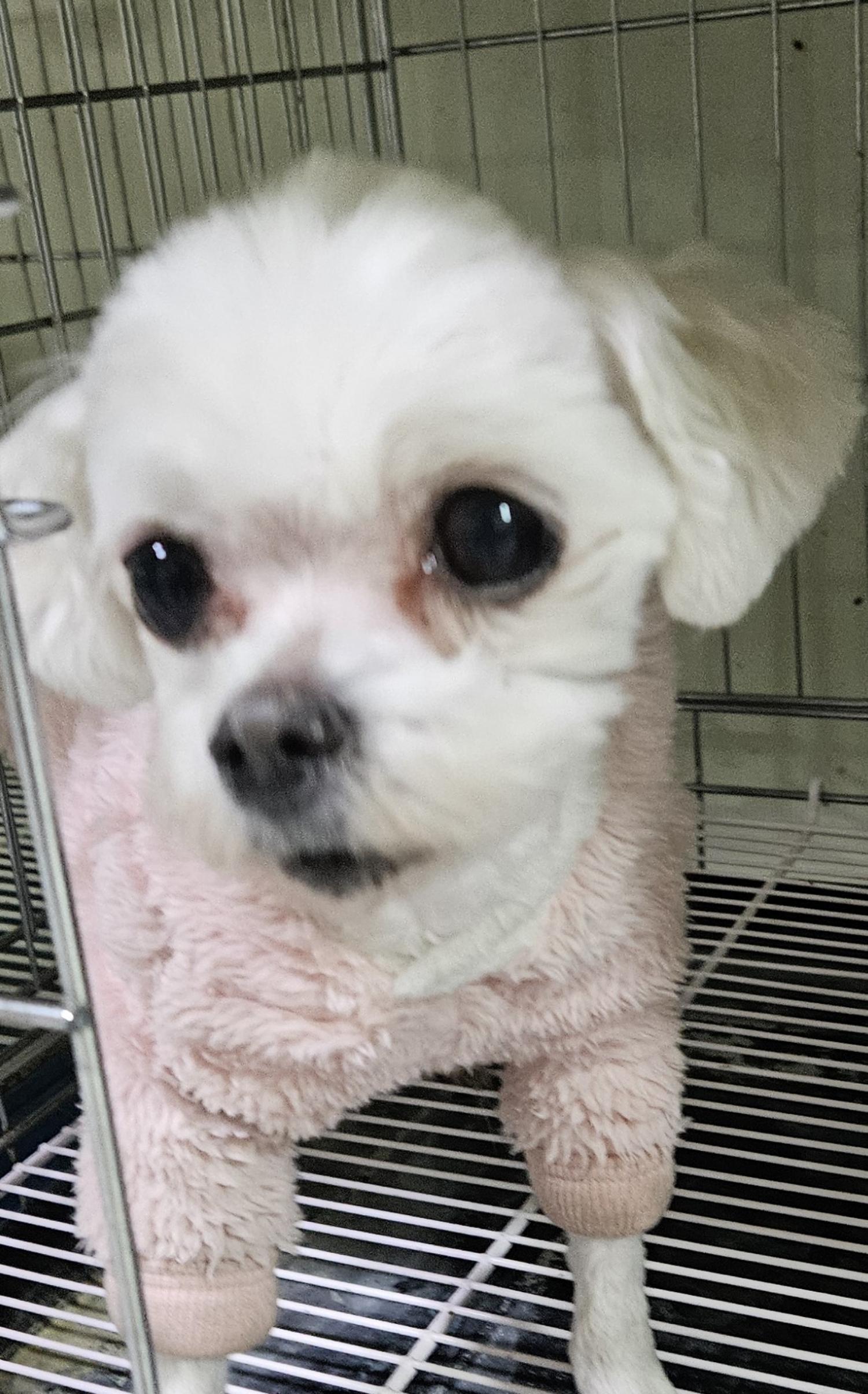 대구유기동물보호협회_427345202400075