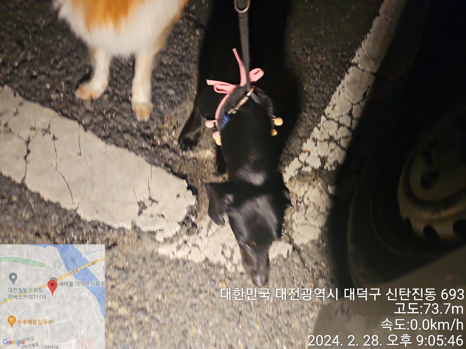 대전동물보호센터_430368202400038