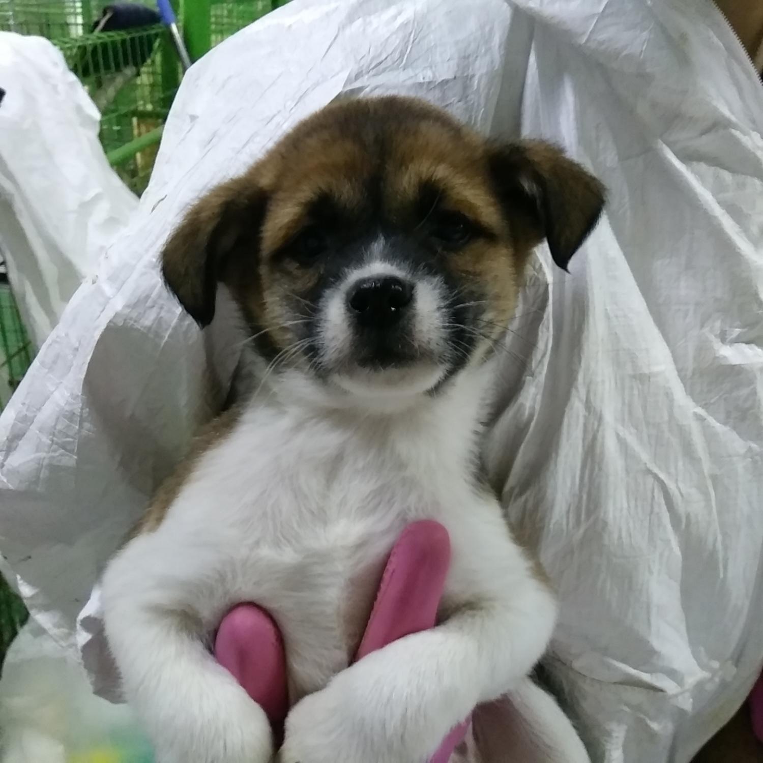 인천수의사회유기동물_428358202400033