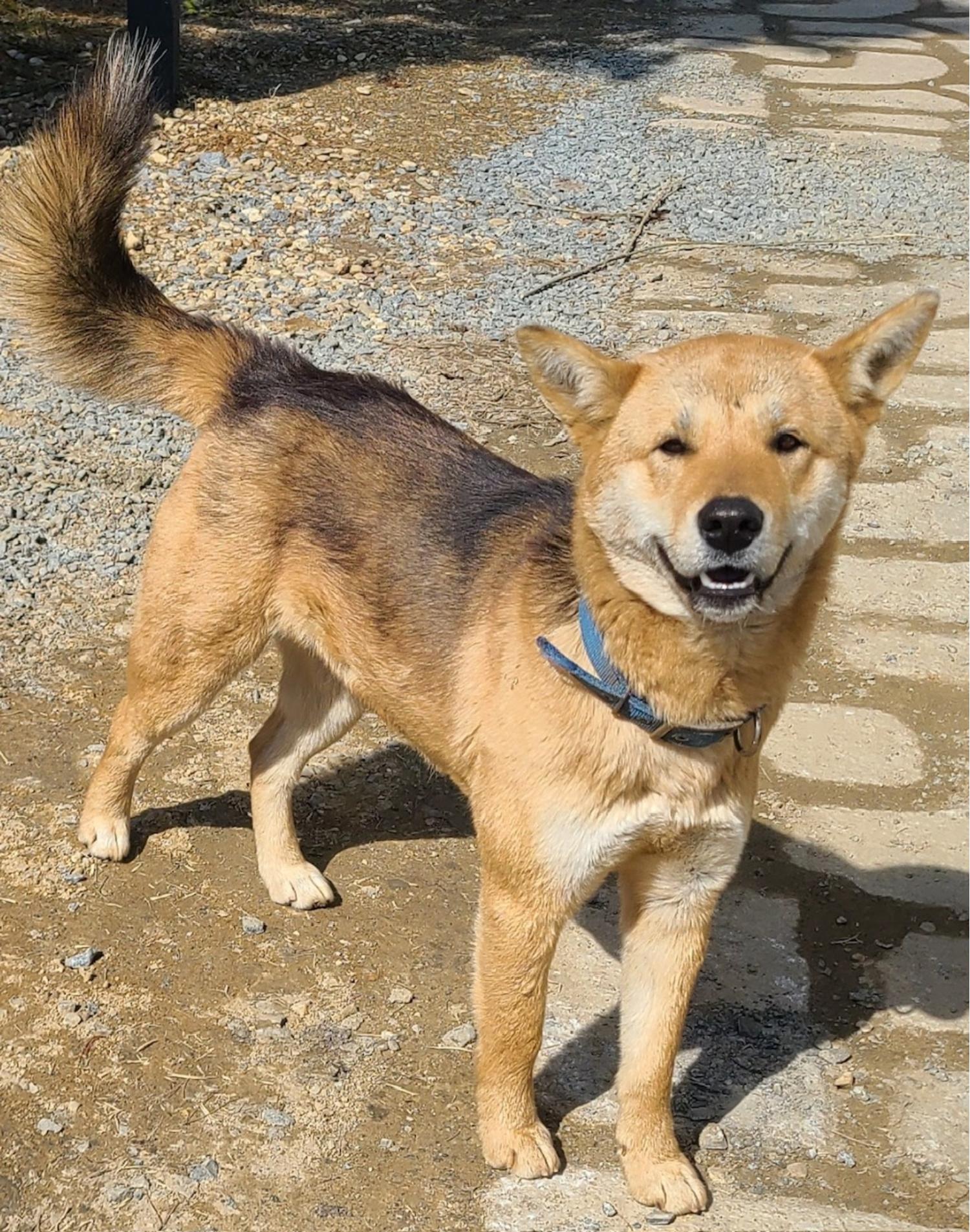 푸른곡성21동물보호소_446486202400030
