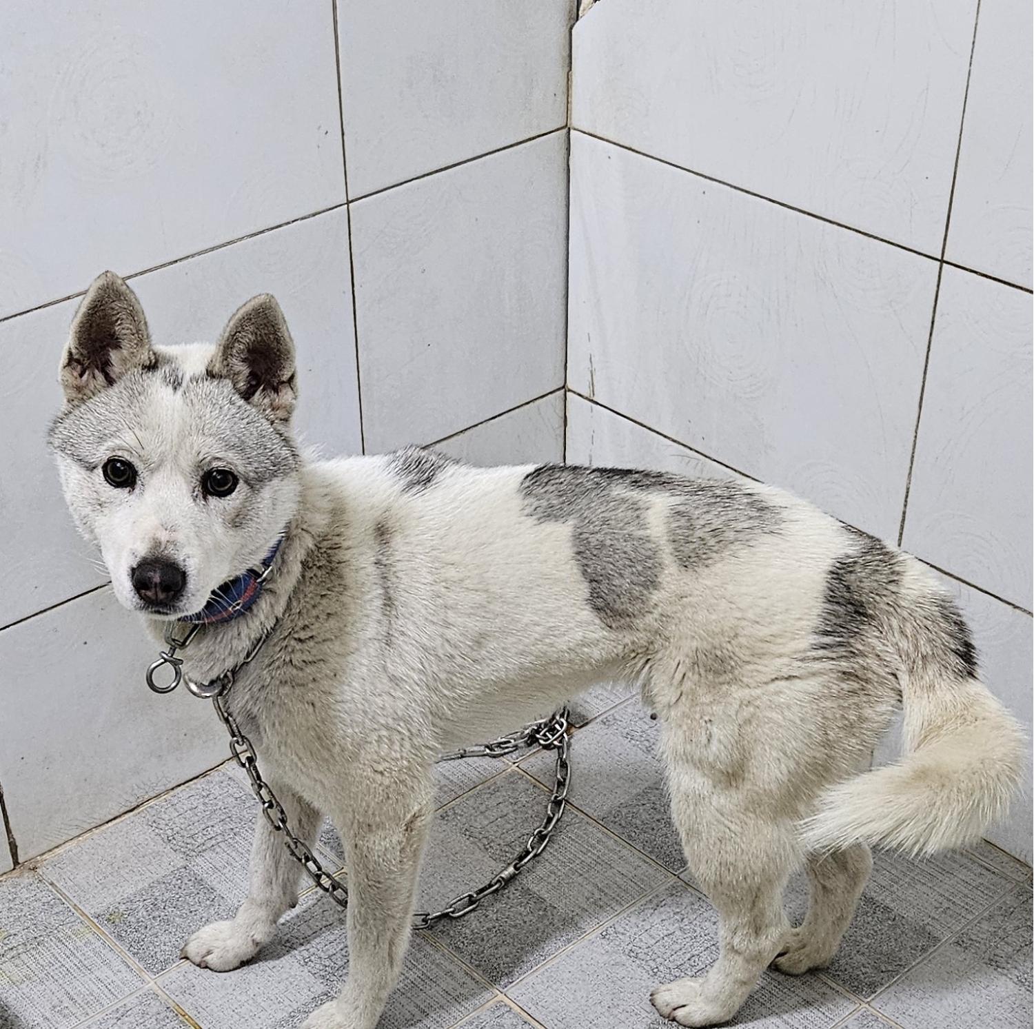 대구유기동물보호센터_427342202400089