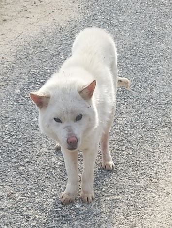 함양군위탁보호소_448546202400026