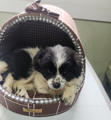 홍천군유기동물보호소_442425202400047