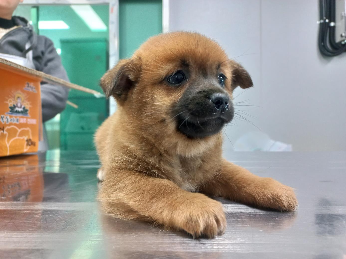남부여동물보호소_444457202400141