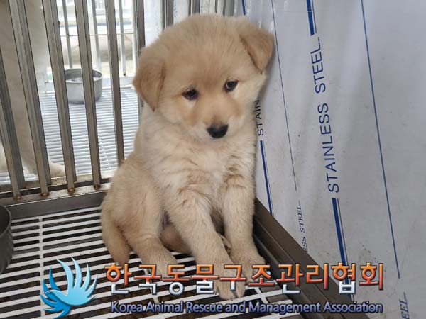 보호중 믹스견의 가…
