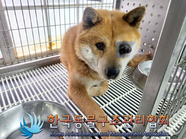 한국동물구조관리협회_441406202400236