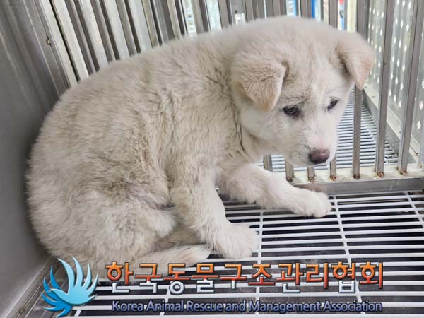 종료(자연사) 믹스…
