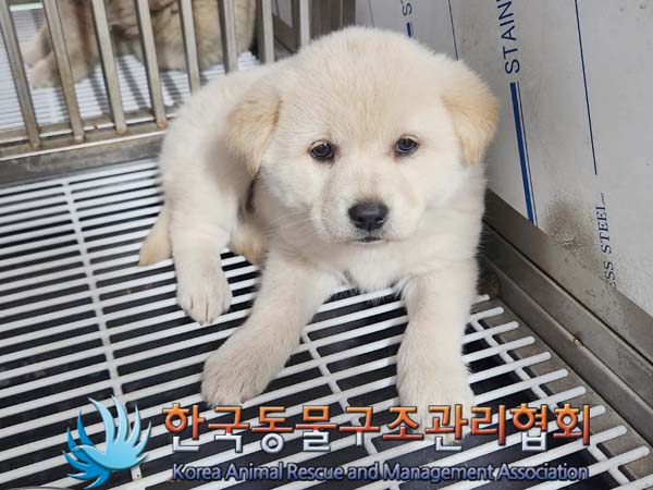 한국동물구조관리협회_441559202400112