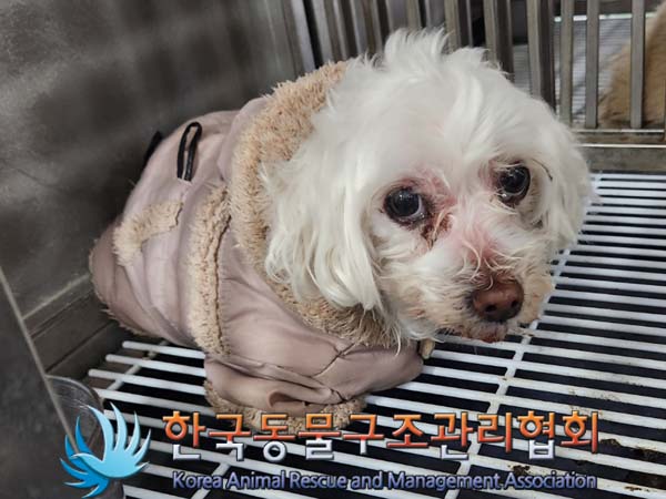 한국동물구조관리협회_441382202400074