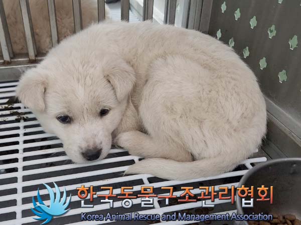 보호중 믹스견의 가…
