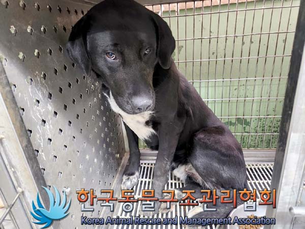 보호중 믹스견의 가…