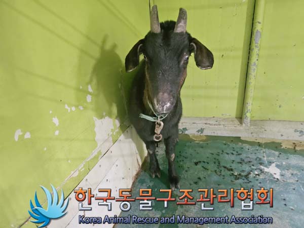 한국동물구조관리협회_441414202400087