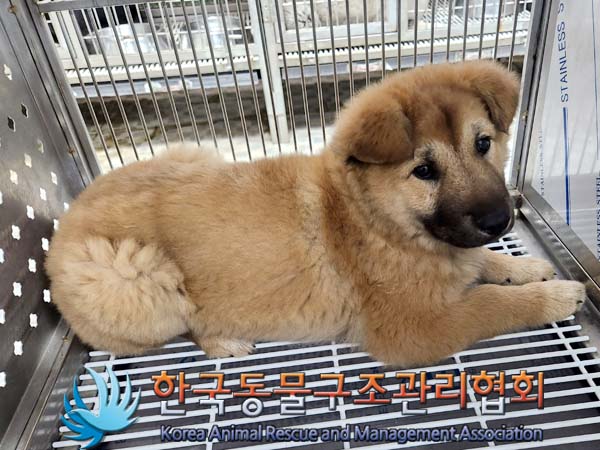 한국동물구조관리협회_441406202400239