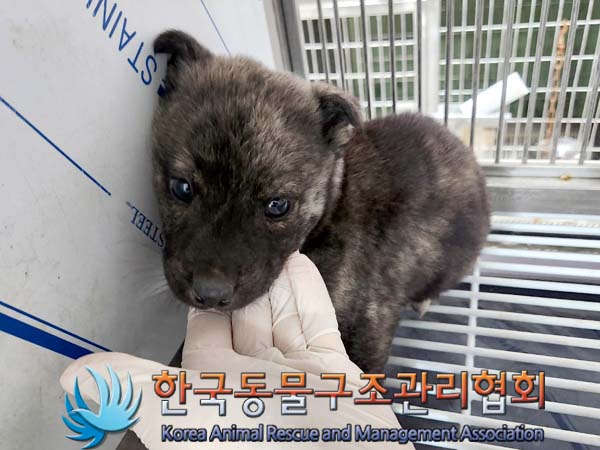 보호중 믹스견의 가…