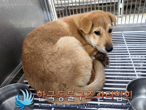 한국동물구조관리협회_441406202400238