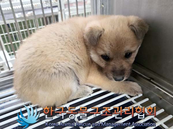 한국동물구조관리협회_441406202400240