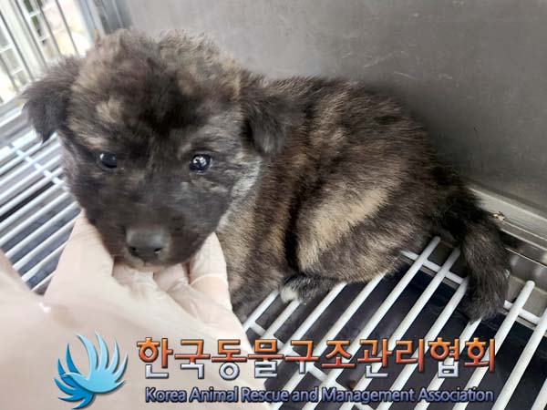 한국동물구조관리협회_441406202400243