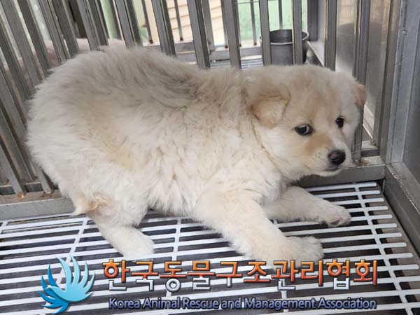 한국동물구조관리협회_441559202400114