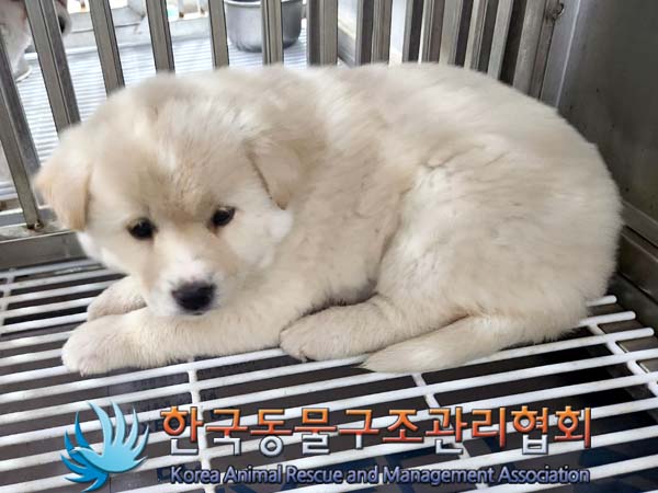 한국동물구조관리협회_441559202400117