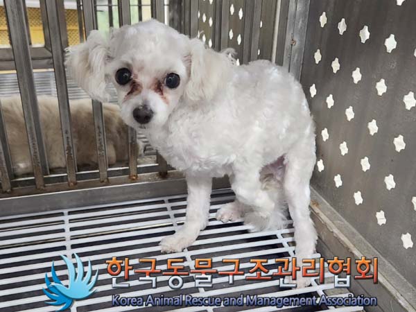 한국동물구조관리협회_441382202400075