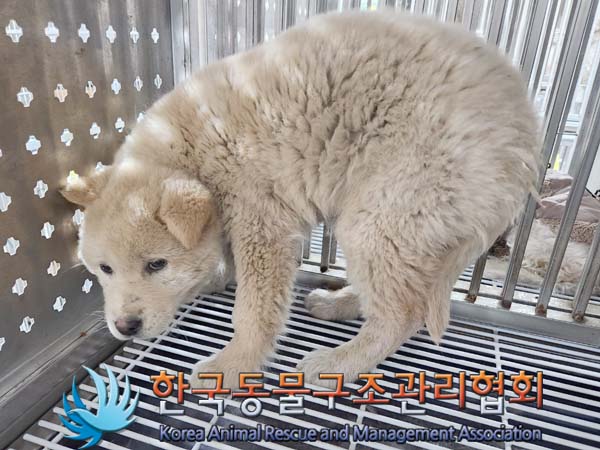 한국동물구조관리협회_441409202400242