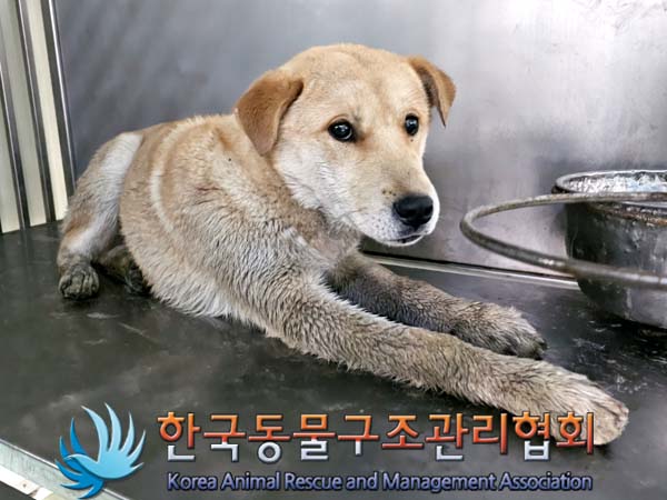 한국동물구조관리협회_441414202400088