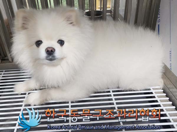 보호중 포메라니안의…