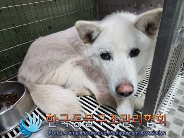 보호중 믹스견의 가…