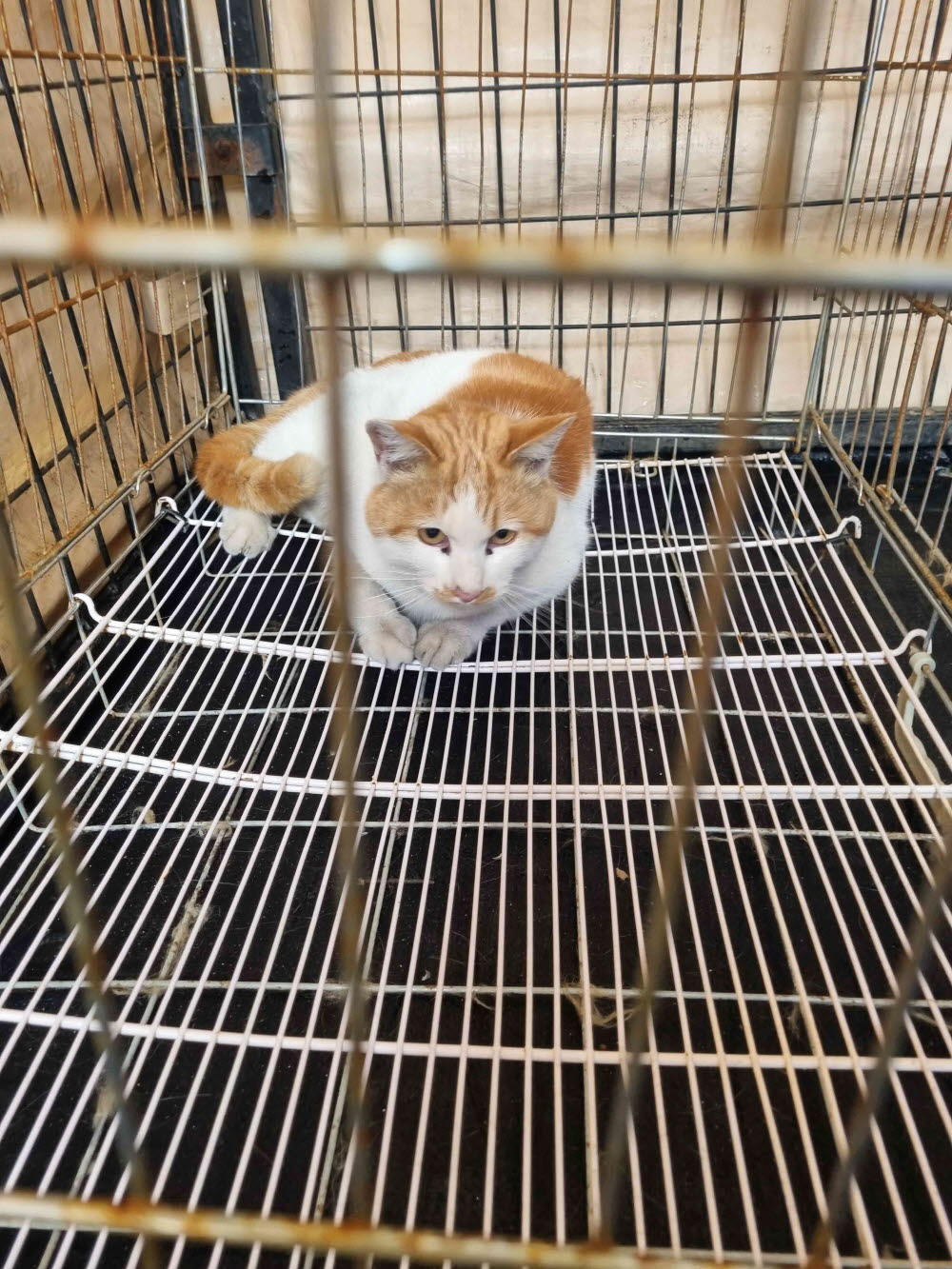 동해시유기동물보호소_442421202400041