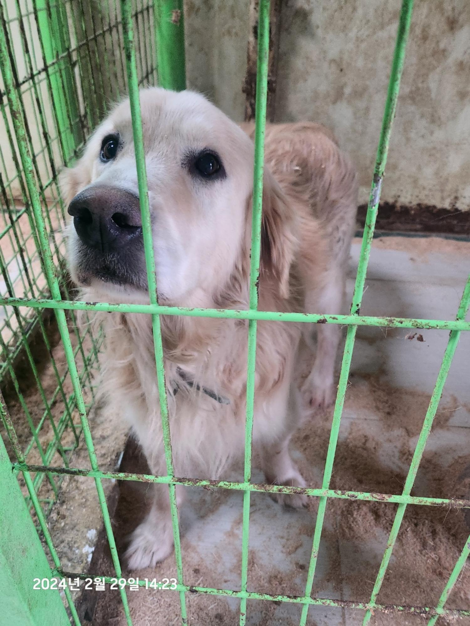 울산유기동물보호센터_431372202400024