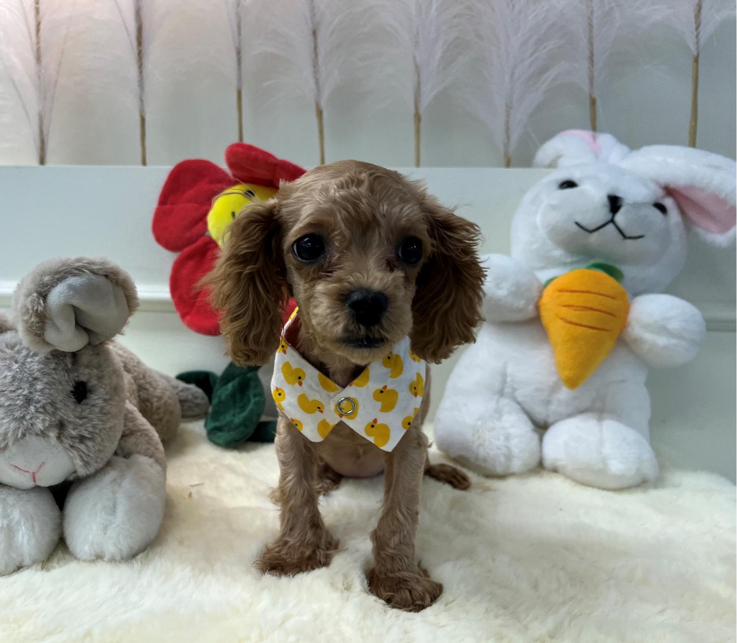 경주동물사랑보호센터_447505202400150