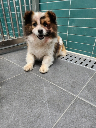 춘천시 동물보호센터_442418202400094