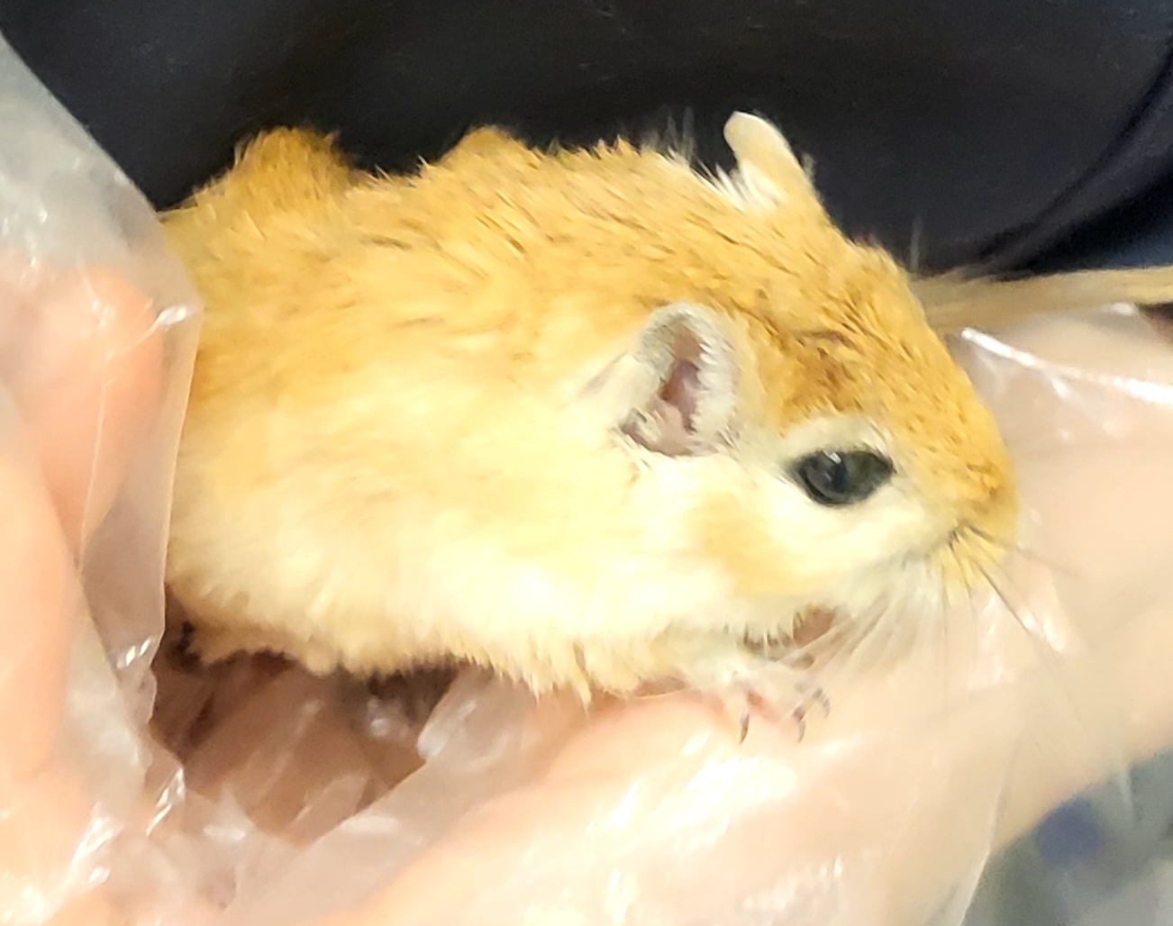 종료(입양) 몽골리…