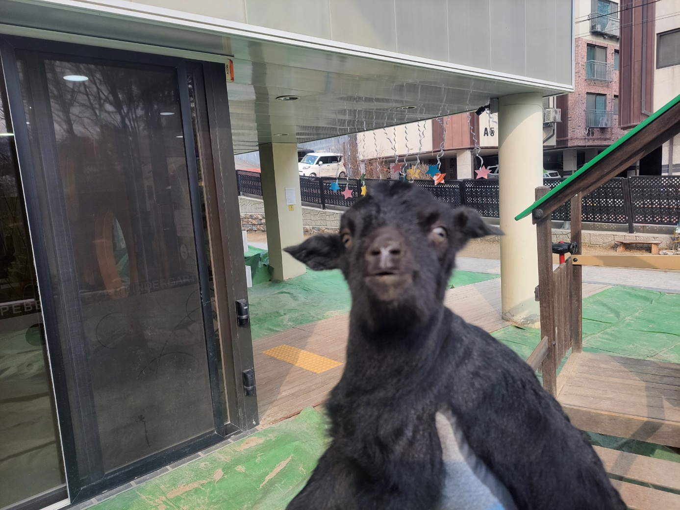 고양시동물보호센터_441394202400184