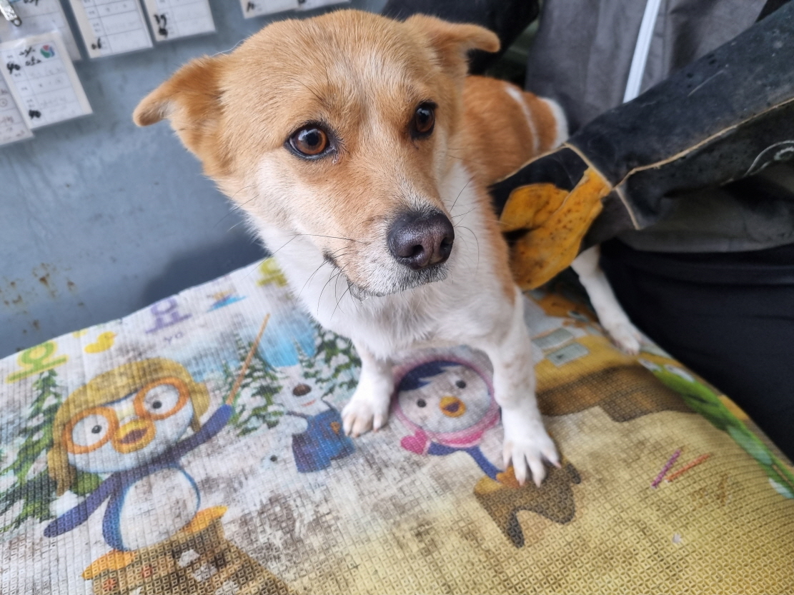 양산시 동물보호센터_448538202400057