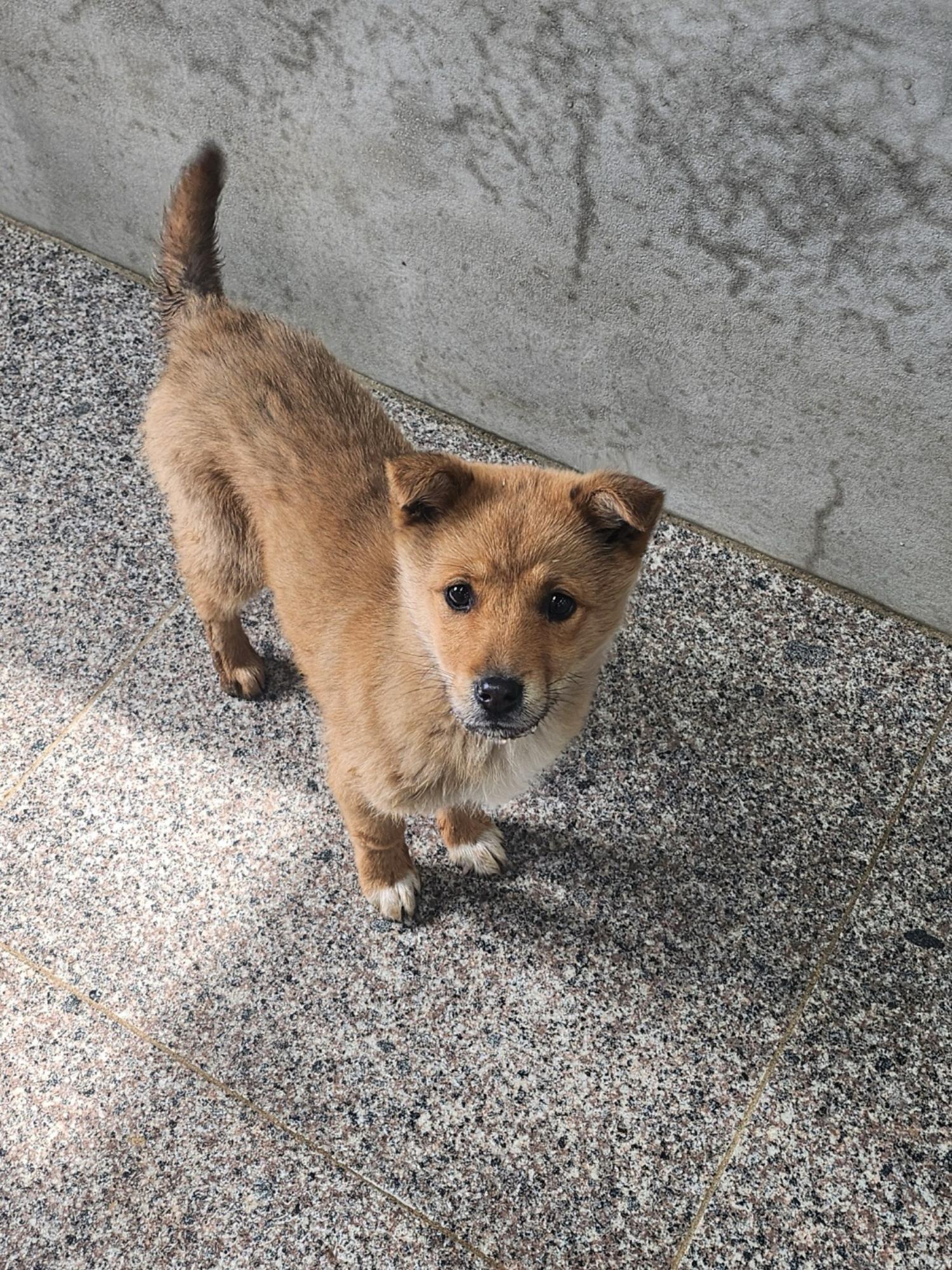 영주시 동물보호센터_447509202400057